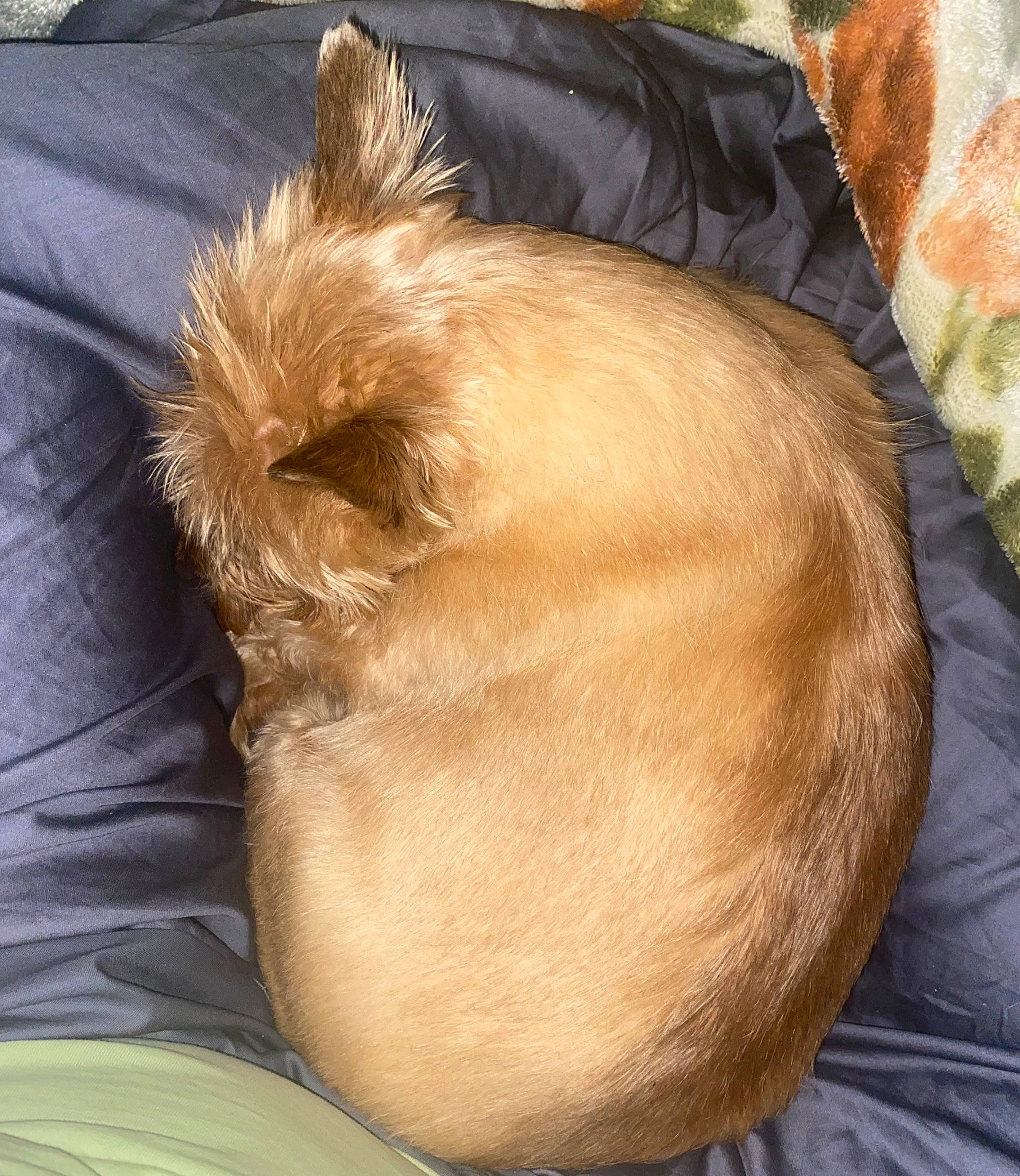 Zahara is registered to the contest to win money with this photo: carnivore, comfort, companion_dog, dog, dog_breed, ear, fawn, felidae, fur, liver, nap, non_sporting_group, paw, small_to_medium_sized_cats, snout, sporting_group, toy_dog, watch, whiskers, working_animal