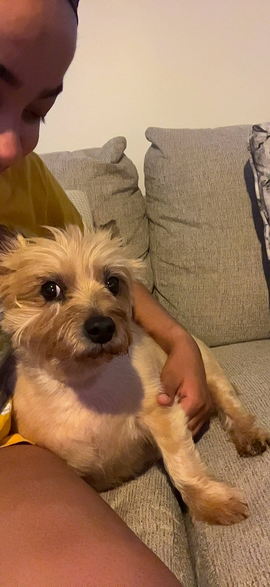 Zahara joined the competition — help win amazing prizes! canidae, carnivore, comfort, companion_dog, couch, dog, dog_breed, ear, fawn, flooring, foot, fur, non_sporting_group, sitting, small_terrier, sporting_group, terrier, toy_dog, working_animal