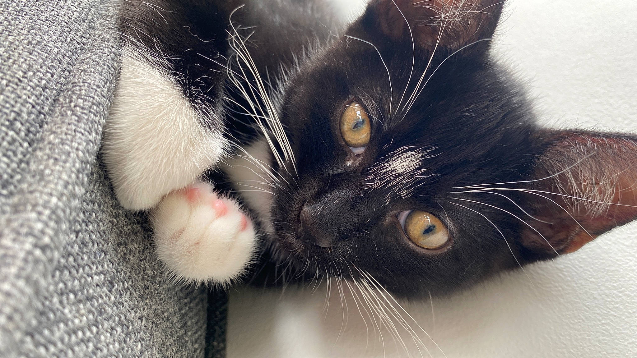 Lucifer is registered to the contest to win money with this photo: black_cat, carnivore, cat, claw, comfort, domestic_short_haired_cat, ear, felidae, fur, paw, small_to_medium_sized_cats, snout, tail, whiskers