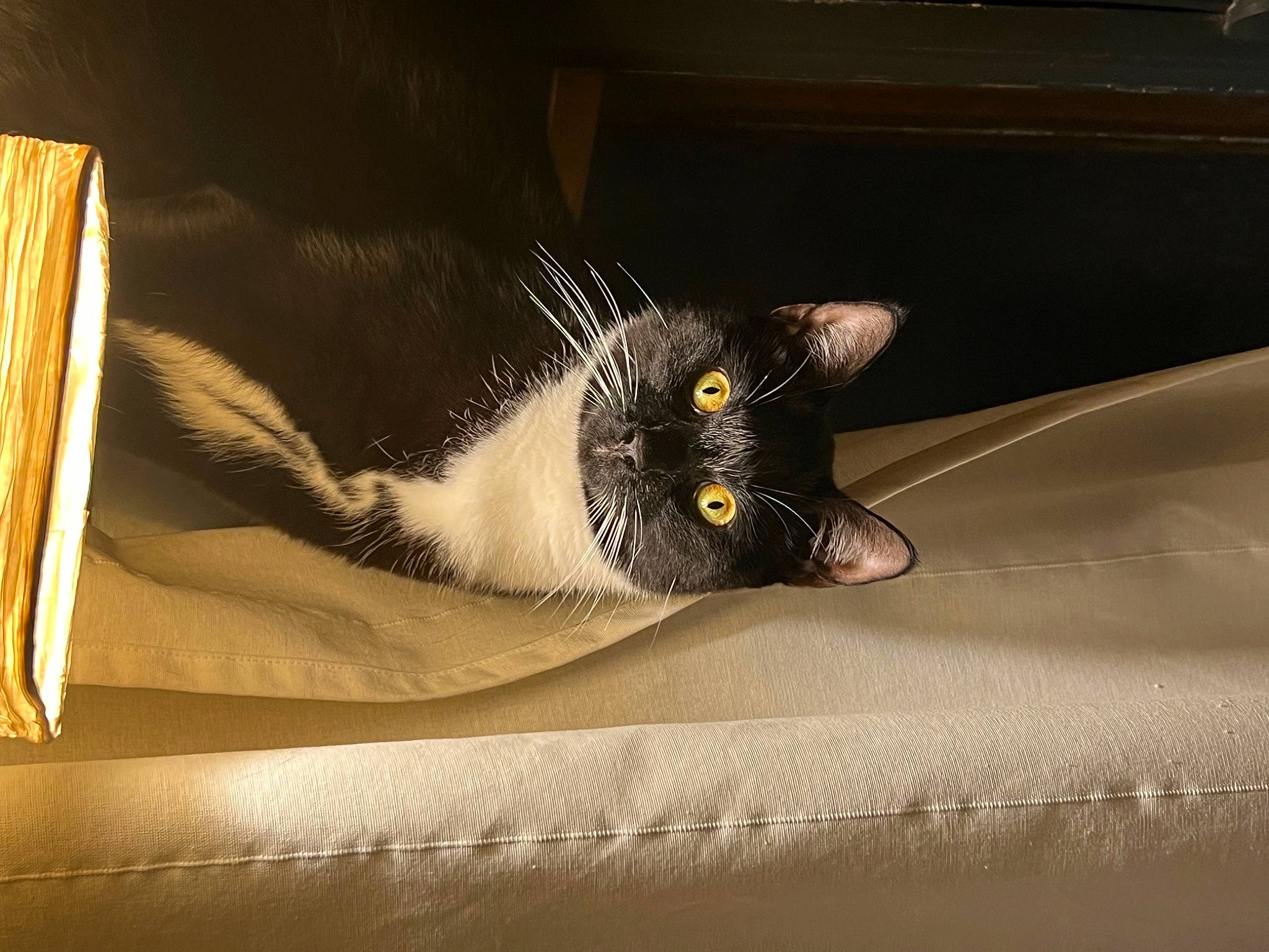 Lucifer is registered to the contest to win money with this photo: bedding, black_cat, carnivore, cat, comfort, domestic_short_haired_cat, felidae, fur, hardwood, linens, room, small_to_medium_sized_cats, snout, tail, terrestrial_animal, tints_and_shades, whiskers, window, wood