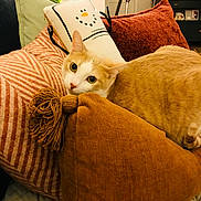 Shelby is registered to the contest to win money with this photo: cat, orange_cat, pillows, snowman_pillow, living_room, cozy, furniture, decor, couch, indoor, pet, domestic_animal, cute, resting, warm_lighting, home, relaxation, soft_texture, feline, comfort