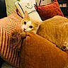 cat, orange_cat, pillows, snowman_pillow, living_room, cozy, furniture, decor, couch, indoor, pet, domestic_animal, cute, resting, warm_lighting, home, relaxation, soft_texture, feline, comfort