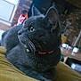 cat, gray_cat, feline, pet, collar, bell, indoor, cushion, yellow_cushion, brick_fireplace, home, living_room, furniture, curious, animal, mammal, whiskers, ears, side_view, relaxed