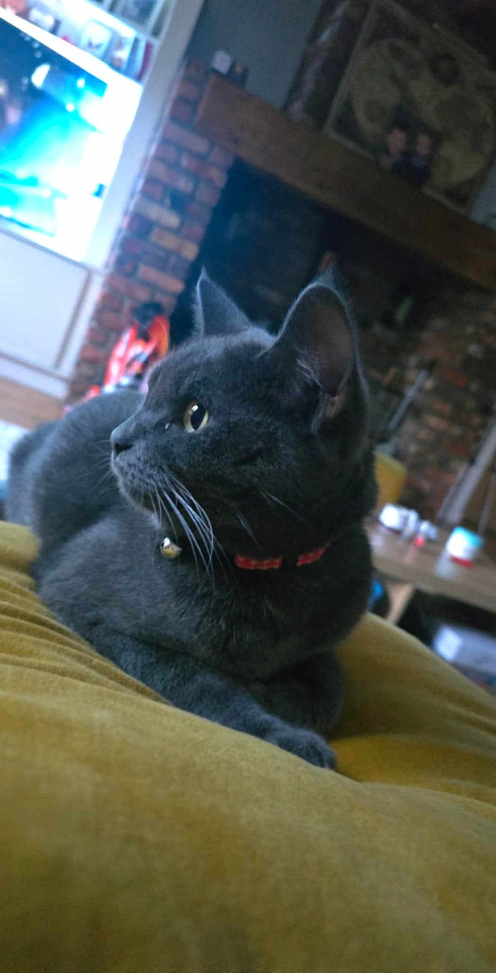 Bella