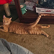 Todd is registered to the contest to win money with this photo: cat, orange_tabby, carpet, scratching_post, household, furniture, box, relaxed, pet, indoor, tail, floor, curious, animal, domestic_cat, home, feline, looking, resting, cozy
