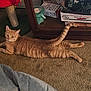 cat, orange_tabby, carpet, scratching_post, household, furniture, box, relaxed, pet, indoor, tail, floor, curious, animal, domestic_cat, home, feline, looking, resting, cozy