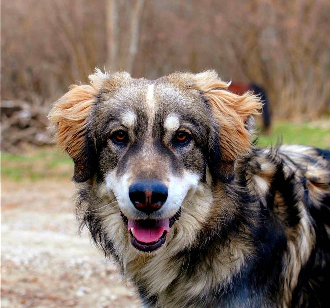 Hati participe au concours pour gagner de l'argent avec cette photo : ancient_dog_breeds, art, canidae, carnivore, companion_dog, dog, dog_breed, eye, fang, fur, grass, head, plant, snout, sporting_group, terrestrial_animal, whiskers, wildlife, working_dog
