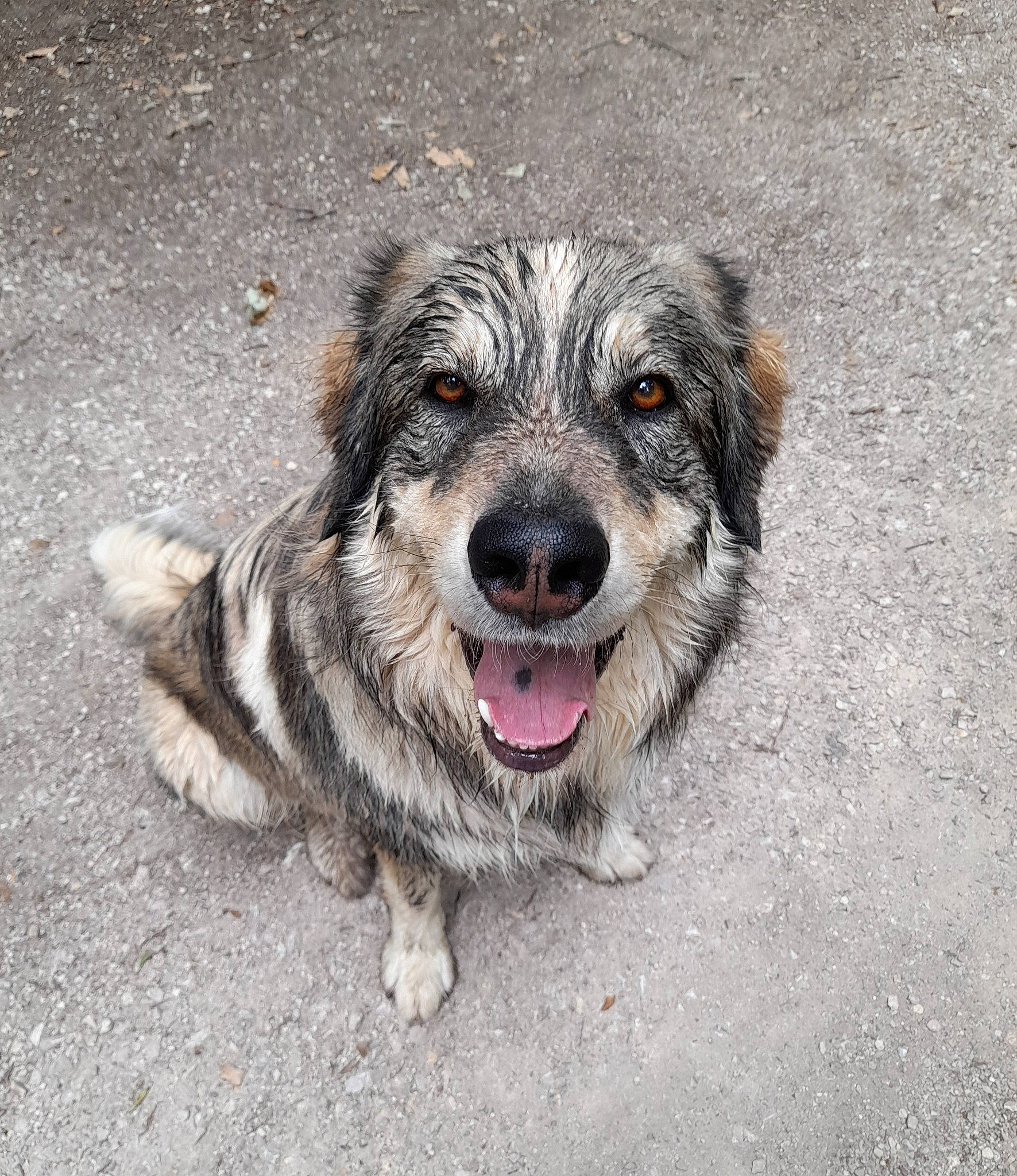 Hati a rejoint le concours — aidez-le/la à gagner de superbes lots ! ancient_dog_breeds, asphalt, canidae, carnivore, collar, companion_dog, dog, dog_breed, dog_collar, fang, fur, paw, small_terrier, snout, soil, sporting_group, terrier, whiskers, working_animal, working_dog