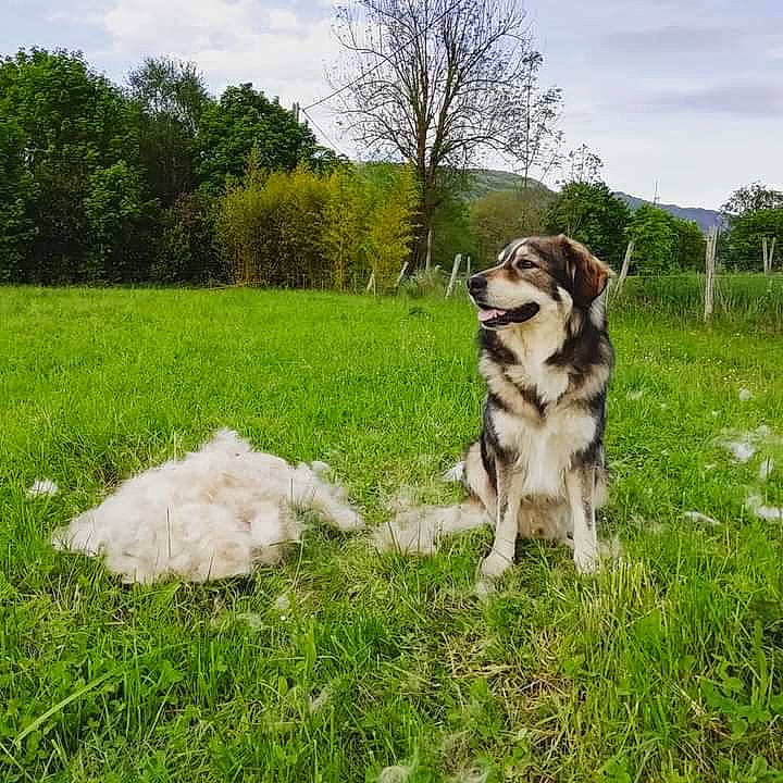 Hati a rejoint le concours — aidez-le/la à gagner de superbes lots ! canidae, carnivore, cloud, companion_dog, dog, dog_breed, fawn, garden, grass, grassland, lawn, leash, pasture, plant, sky, sporting_group, tail, tree, working_animal, working_dog