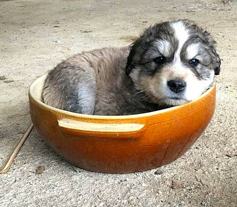 Hati participe au concours pour gagner de l'argent avec cette photo : ancient_dog_breeds, bowl, canidae, carnivore, companion_dog, dog, dog_bed, dog_breed, dog_supply, fur, herding_dog, non_sporting_group, pet_supply, recipe, sporting_group, terrestrial_animal, whiskers, working_animal, working_dog
