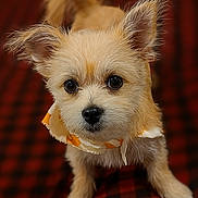 Nova joined the competition — help win amazing prizes! dog, puppy, small_dog, fluffy, bandana, cute, pet, indoors, close_up, brown_fur, perky_ears, black_nose, big_eyes, looking_up, blanket, red_black_checkered, cozy, animal, companion, adorable