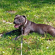 Ayta a rejoint le concours — aidez-le/la à gagner de superbes lots ! dog, black_dog, grass, outdoor, sunny, leash, panting, flower, greenery, nature, pet, animal, canine, summer, happy, resting, collar, field, daytime, playful