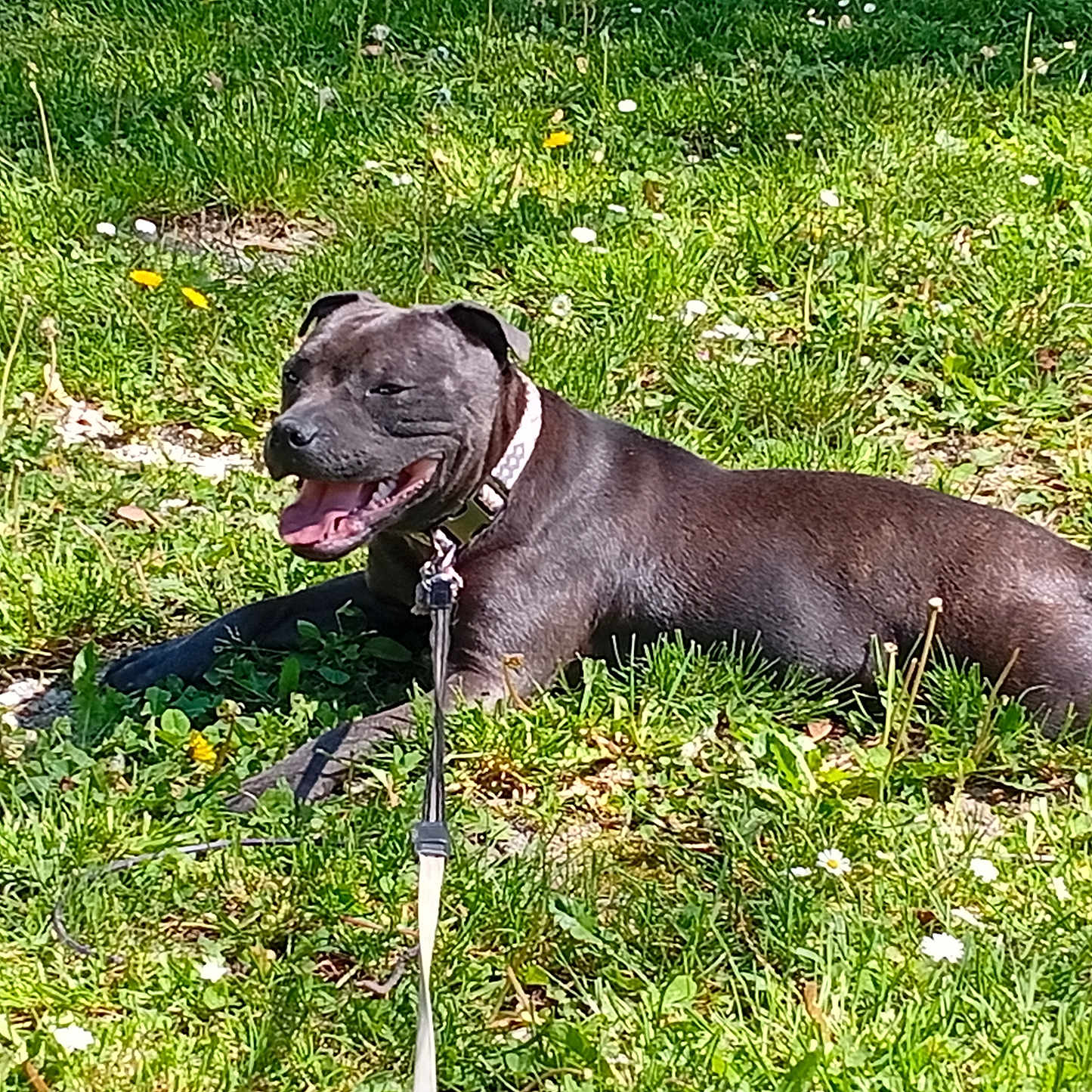 Ayta a rejoint le concours — aidez-le/la à gagner de superbes lots ! dog, black_dog, grass, outdoor, sunny, leash, panting, flower, greenery, nature, pet, animal, canine, summer, happy, resting, collar, field, daytime, playful