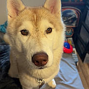Heaven joined the competition — help win amazing prizes! dog, husky, pet, animal, indoor, bed, window, fur, face, ears, collar, brown_eyes, looking, cute, canine, domestic_animal, furniture, toy, floor, home