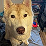 dog, husky, pet, animal, indoor, bed, window, fur, face, ears, collar, brown_eyes, looking, cute, canine, domestic_animal, furniture, toy, floor, home