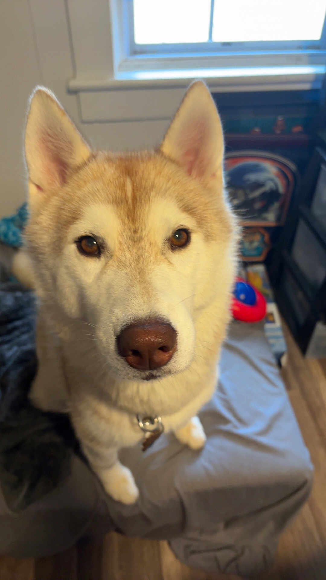 Heaven joined the competition — help win amazing prizes! dog, husky, pet, animal, indoor, bed, window, fur, face, ears, collar, brown_eyes, looking, cute, canine, domestic_animal, furniture, toy, floor, home
