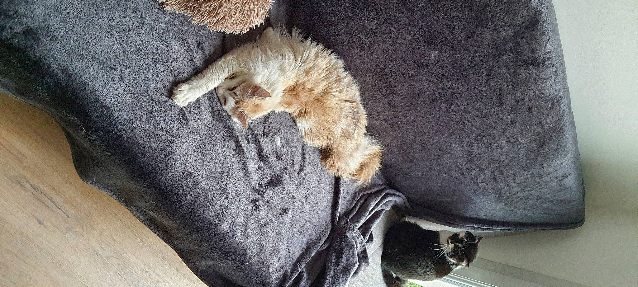 Kiara a rejoint le concours — aidez-le/la à gagner de superbes lots ! animal_product, carnivore, cat, comfort, companion_dog, dog_breed, domestic_short_haired_cat, fawn, felidae, fur, grey, linens, mammal, paw, small_to_medium_sized_cats, sporting_group, tail, vertebrate, whiskers, wood