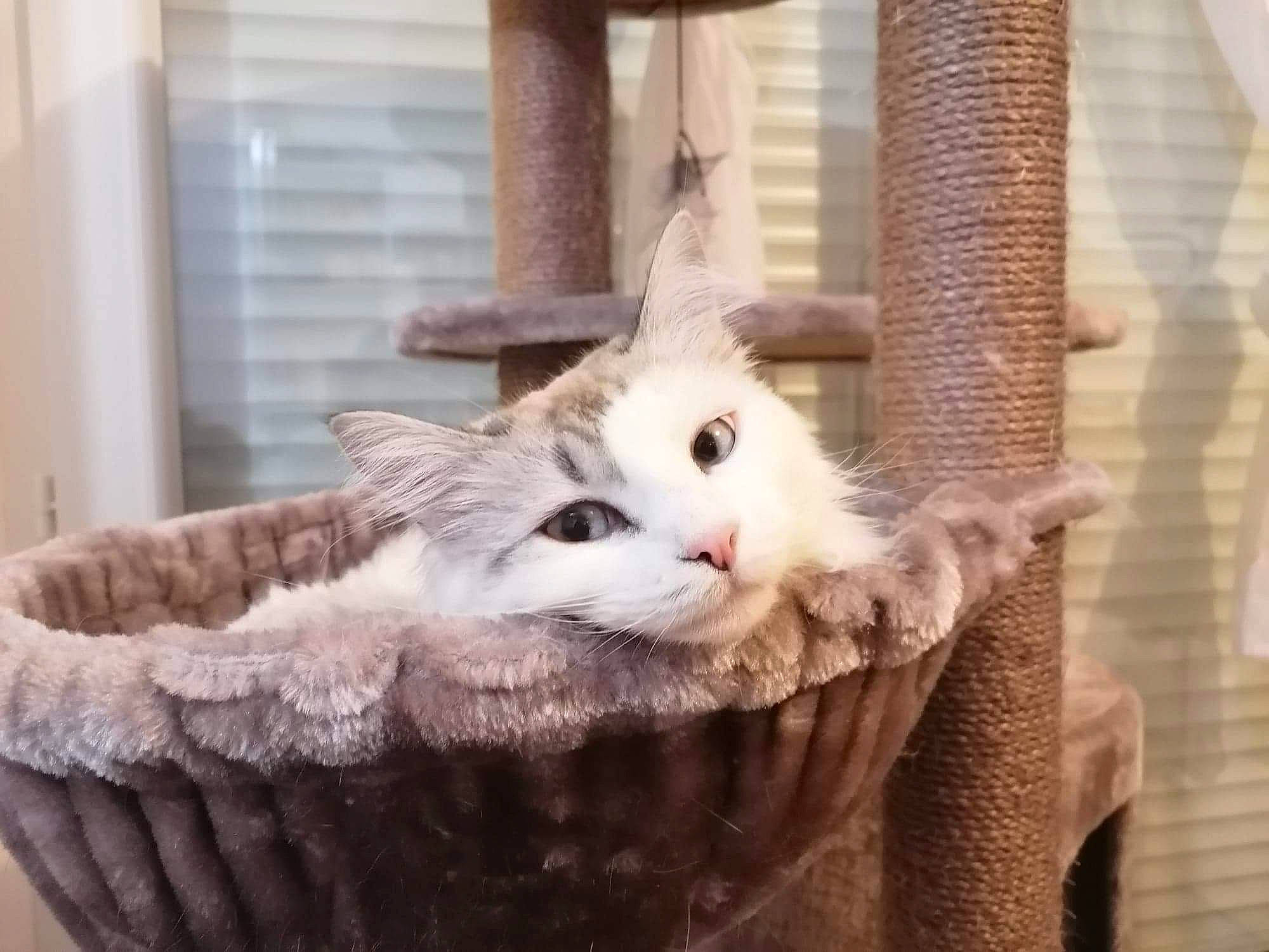 Kiara participe au concours pour gagner de l'argent avec cette photo : animal_shelter, basket, box, carnivore, cat, cat_furniture, cat_supply, claw, domestic_short_haired_cat, fawn, felidae, fur, paw, pet_supply, small_to_medium_sized_cats, snout, tail, whiskers, window, wood