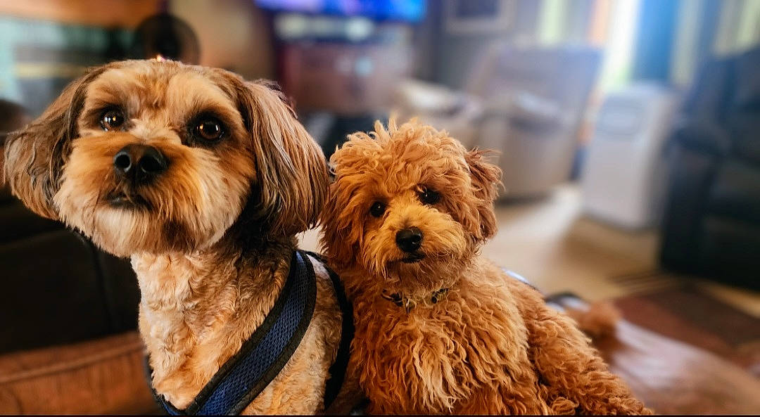 Gunner is registered to the contest to win money with this photo: canidae, carnivore, companion_dog, dog, dog_breed, dog_collar, dog_supply, fawn, fur, glasses, liver, poodle, small_terrier, snout, sporting_group, sunglasses, terrier, toy_dog, water_dog, working_animal