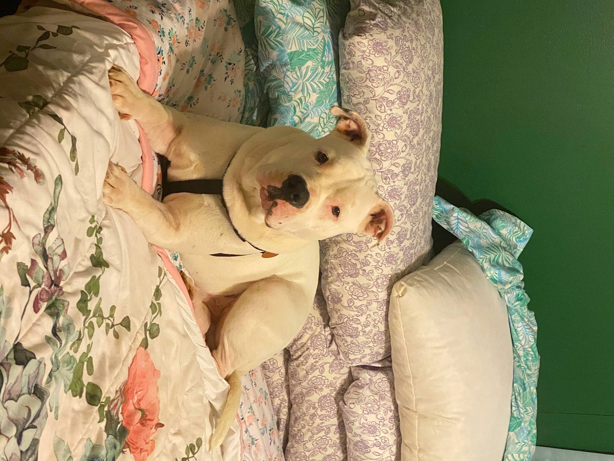 Harley Blaze Ferrell is registered to the contest to win money with this photo: canidae, carnivore, comfort, companion_dog, couch, dog, dog_breed, dress, fawn, fur, human_leg, linens, pattern, room, sporting_group, sunglasses, textile, toy_dog, whiskers, working_animal