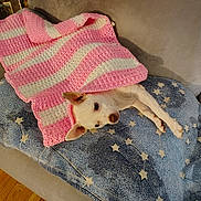 Hanna joined the competition — help win amazing prizes! dog, blanket, pink, white, crocheted_blanket, blue_blanket, stars, couch, furniture, wood_floor, pet, cozy, indoor, resting, ears, curious, lying_down, home, comfort, animal