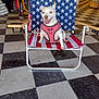 Hanna joined the competition — help win amazing prizes! dog, small_dog, white_dog, pink_harness, beach_chair, stars_pattern, stripes_pattern, indoor, store, checkered_floor, floor_tiles, pet, happy_dog, tongue_out, seat, retail, fan, american_flag, animal, sitting