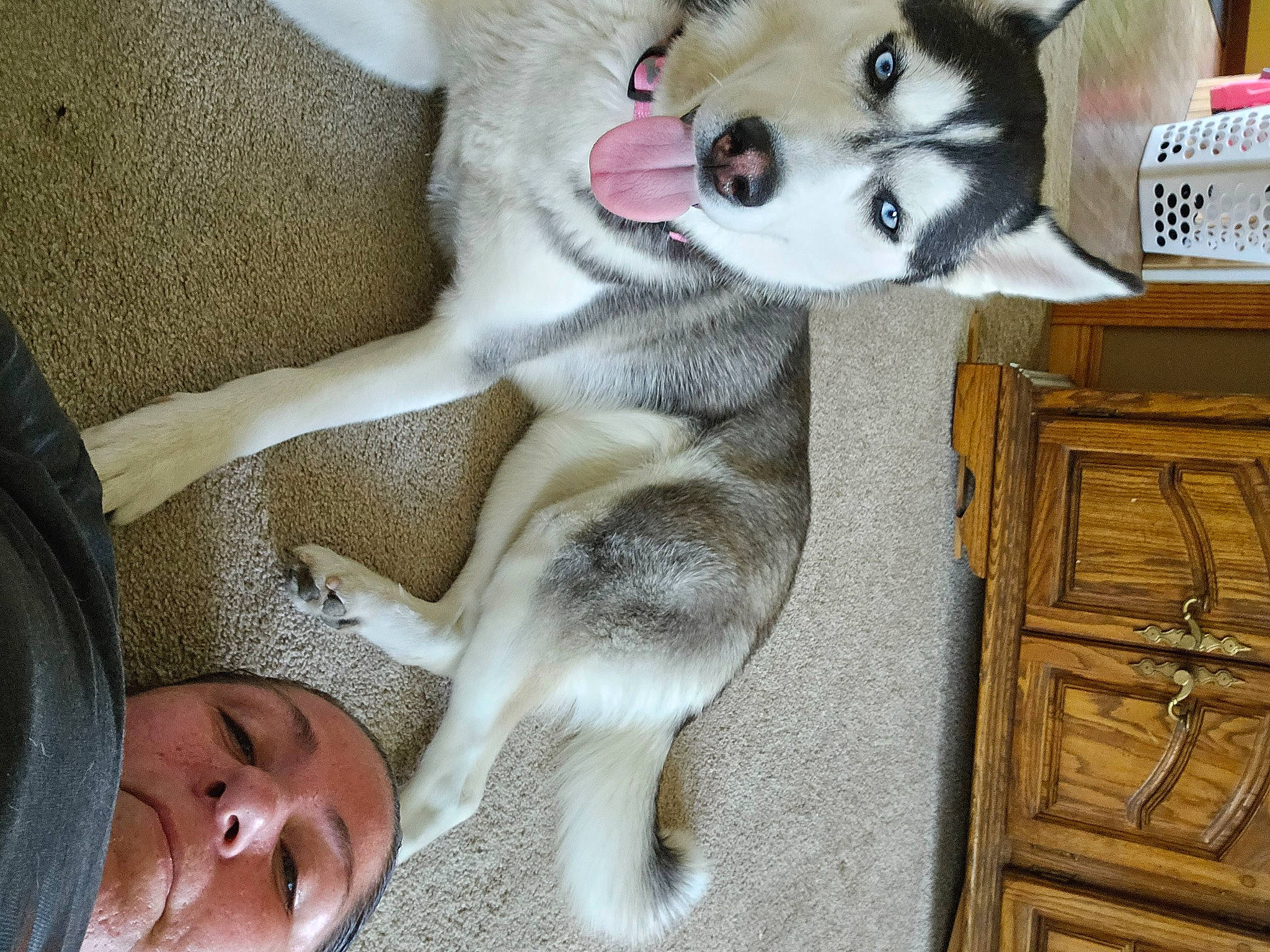 Shadow is registered to the contest to win money with this photo: canidae, carnivore, comfort, companion_dog, dog, dog_breed, dog_supply, fawn, flooring, fur, mammal, paw, siberian_husky, sled_dog, snout, sporting_group, vertebrate, wolf, working_animal, working_dog