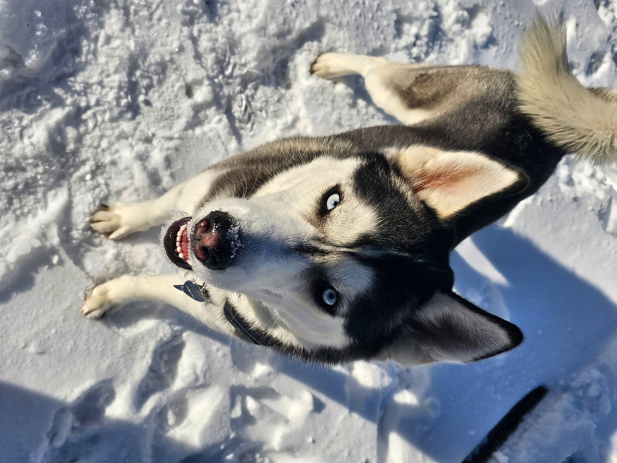 Shadow joined the competition — help win amazing prizes! canidae, canis, carnivore, dog, dog_breed, dog_supply, eyelash, freezing, fur, paw, siberian_husky, sled_dog, snow, sporting_group, terrestrial_animal, whiskers, wildlife, winter, wolf, working_dog