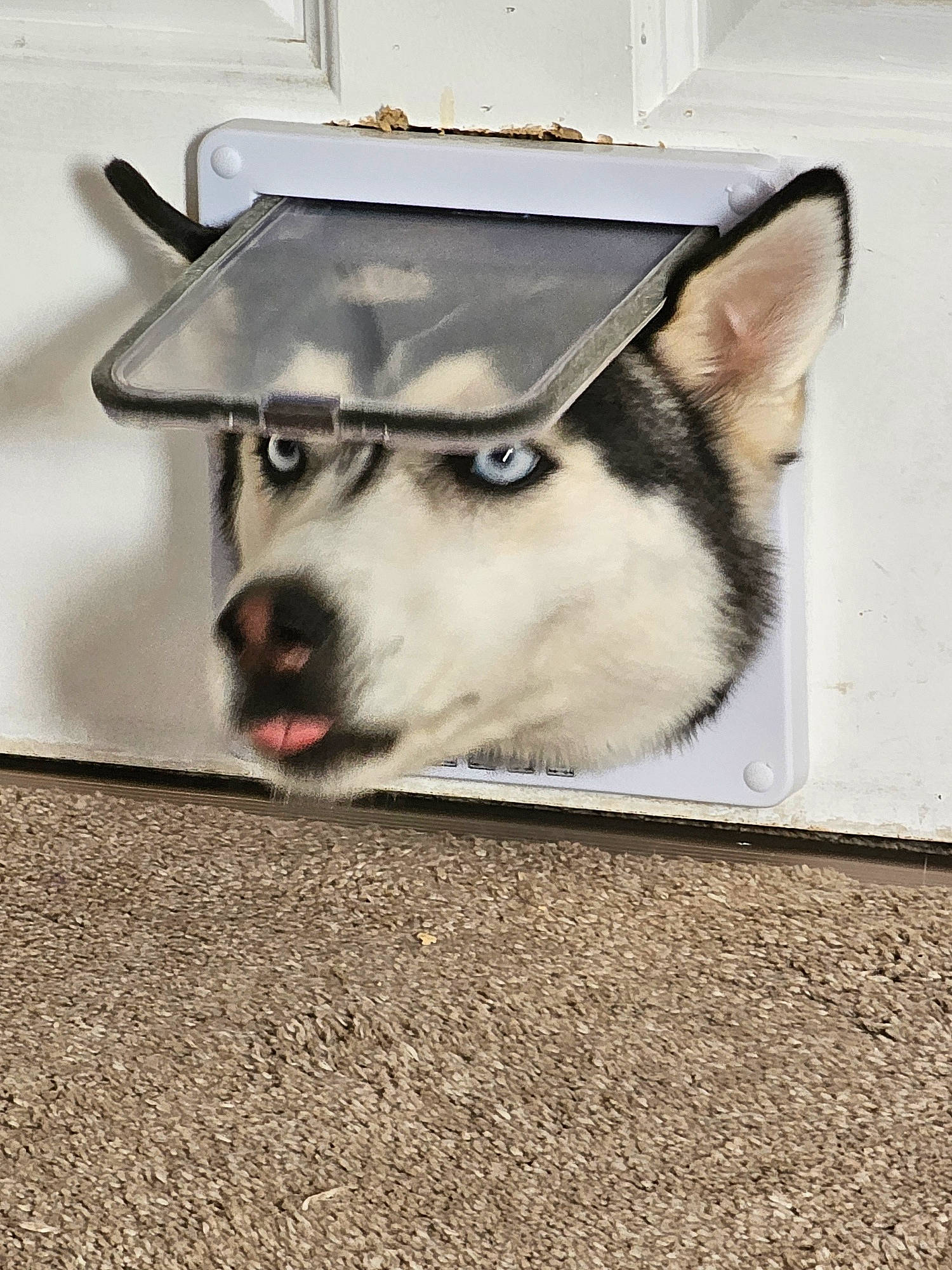 Shadow joined the competition — help win amazing prizes! canidae, carnivore, companion_dog, dog, dog_breed, fawn, flooring, foot, fur, grey, paw, road_surface, siberian_husky, sled_dog, snout, sporting_group, whiskers, window, working_animal, working_dog