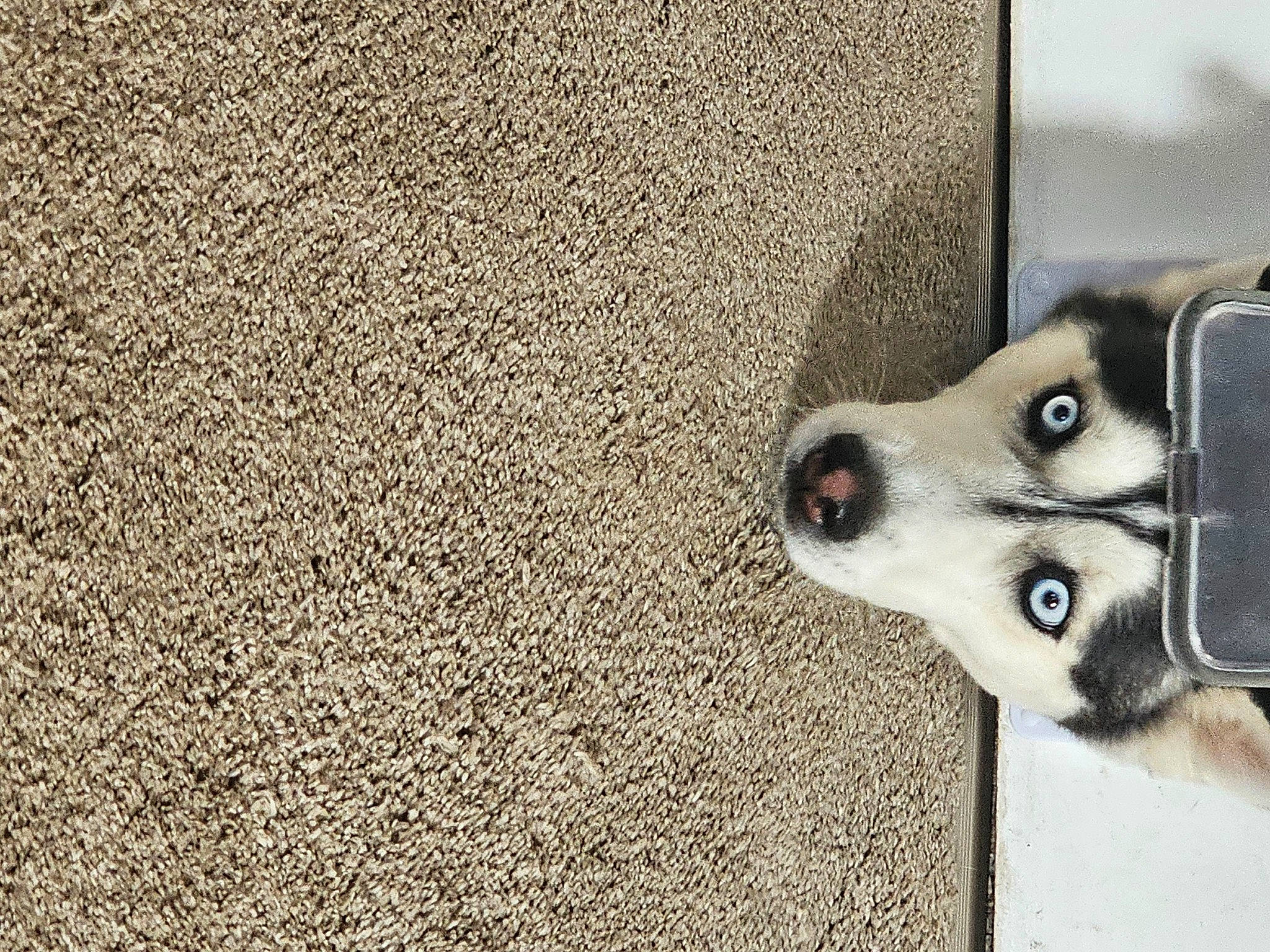 Shadow is registered to the contest to win money with this photo: asphalt, canidae, canis, carnivore, companion_dog, dog, dog_breed, flooring, foot, fur, road_surface, shadow, siberian_husky, sled_dog, snout, soil, sporting_group, whiskers, working_animal, working_dog