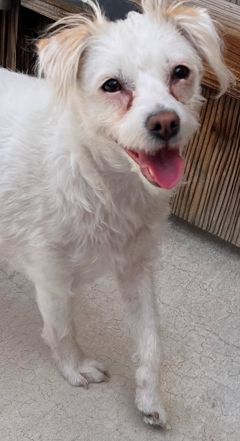 Pearl is registered to the contest to win money with this photo: canidae, carnivore, companion_dog, dog, dog_breed, dog_supply, fur, non_sporting_group, small_terrier, snout, sporting_group, terrier, toy_dog, whiskers, working_animal