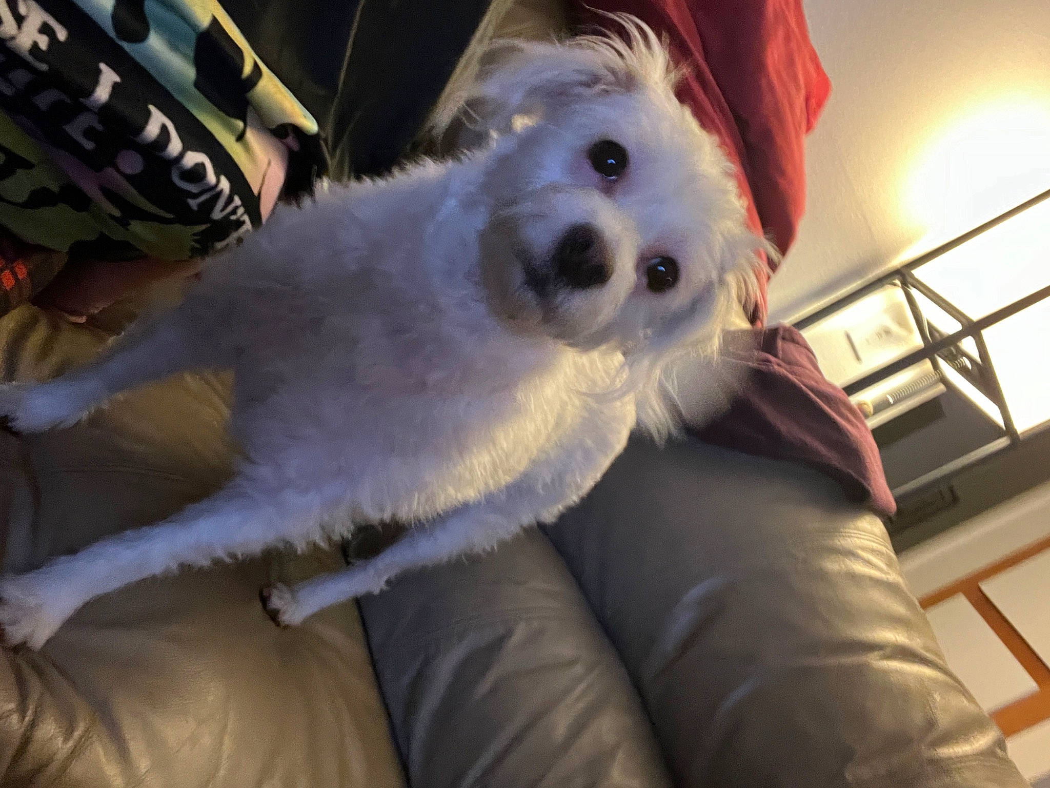 Pearl joined the competition — help win amazing prizes! bichon, canidae, carnivore, comfort, companion_dog, couch, dog, dog_breed, eyewear, fang, fur, head, non_sporting_group, small_terrier, snout, sporting_group, terrier, toy_dog, white, working_animal