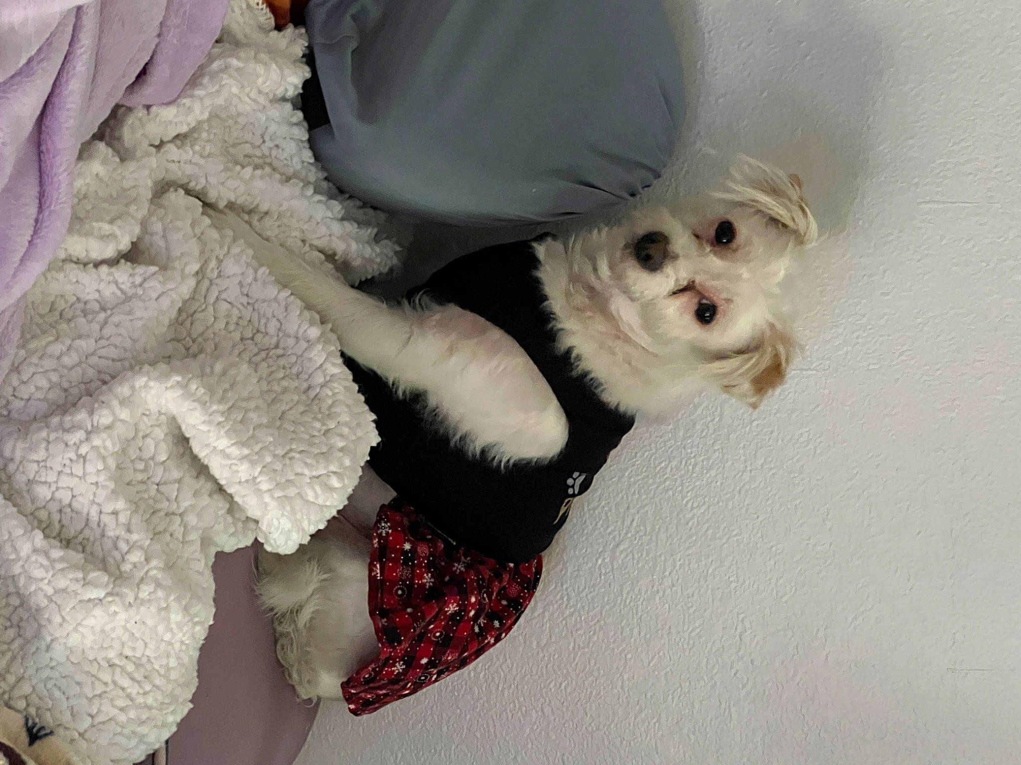 Pearl joined the competition — help win amazing prizes! bichon, carmine, carnivore, comfort, companion_dog, dog, dog_breed, dog_clothes, dog_supply, fashion_accessory, fur, paw, petal, puppy_love, small_terrier, spitz, stuffed_toy, terrier, toy, toy_dog