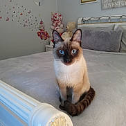 Max is registered to the contest to win money with this photo: cat, siamese_cat, bed, bedroom, plush_toys, butterfly_wall_decor, pillow, blanket, furniture, indoor, pet, animal, tail, ears, blue_eyes, soft_lighting, cozy, decor, white, gray