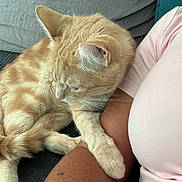Rocky a rejoint le concours — aidez-le/la à gagner de superbes lots ! cat, ginger_cat, sleeping, relaxed, pet, feline, fur, whiskers, ears, paws, tail, couch, lap, person, indoors, cozy, nap, close_up, portrait, calm