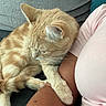 cat, ginger_cat, sleeping, relaxed, pet, feline, fur, whiskers, ears, paws, tail, couch, lap, person, indoors, cozy, nap, close_up, portrait, calm