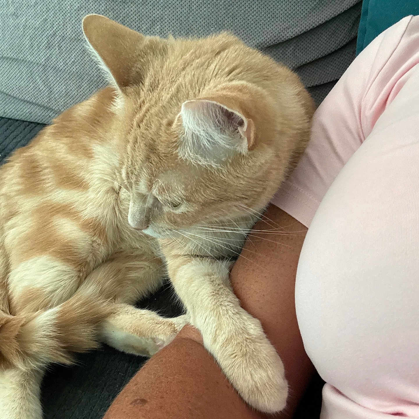 Rocky a rejoint le concours — aidez-le/la à gagner de superbes lots ! cat, ginger_cat, sleeping, relaxed, pet, feline, fur, whiskers, ears, paws, tail, couch, lap, person, indoors, cozy, nap, close_up, portrait, calm