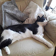 Spoony a rejoint le concours — aidez-le/la à gagner de superbes lots ! cat, black_and_white, animal, pet, feline, resting, couch, armchair, indoor, cozy, pillow, fur, whiskers, relaxation, home, comfort, sleepy, nap, domestic, leather