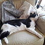 cat, black_and_white, animal, pet, feline, resting, couch, armchair, indoor, cozy, pillow, fur, whiskers, relaxation, home, comfort, sleepy, nap, domestic, leather