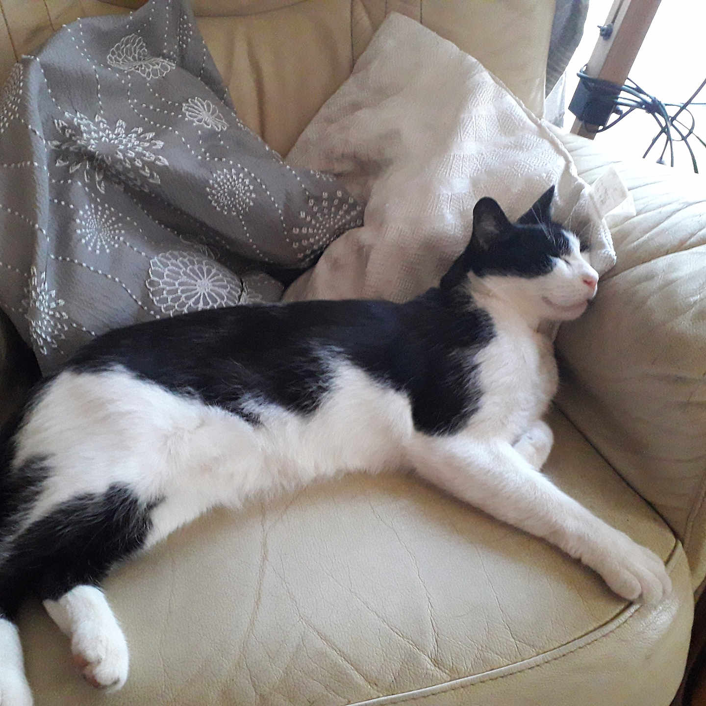 Spoony a rejoint le concours — aidez-le/la à gagner de superbes lots ! animal, armchair, black_and_white, cat, comfort, couch, cozy, domestic, feline, fur, home, indoor, leather, nap, pet, pillow, relaxation, resting, sleepy, whiskers