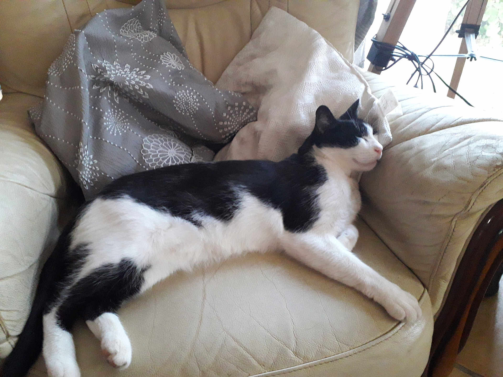 Spoony a rejoint le concours — aidez-le/la à gagner de superbes lots ! cat, black_and_white, animal, pet, feline, resting, couch, armchair, indoor, cozy, pillow, fur, whiskers, relaxation, home, comfort, sleepy, nap, domestic, leather
