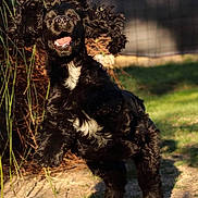 Aiko a rejoint le concours — aidez-le/la à gagner de superbes lots ! dog, puppy, black_and_white, curly_coat, floppy_ears, open_mouth, tongue, happy, running, playful, outdoors, grass, sand, fence, sunlight, portrait, animal, pet, front_facing, long_hair
