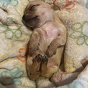 Sapphire joined the competition — help win amazing prizes! puppy, dog, newborn_puppy, sleeping, blanket, paw_print_pattern, paws, paw, fur, cozy, cute, nap, snout, tiny, nails, bedding, close_up, portrait, soft_texture, animal