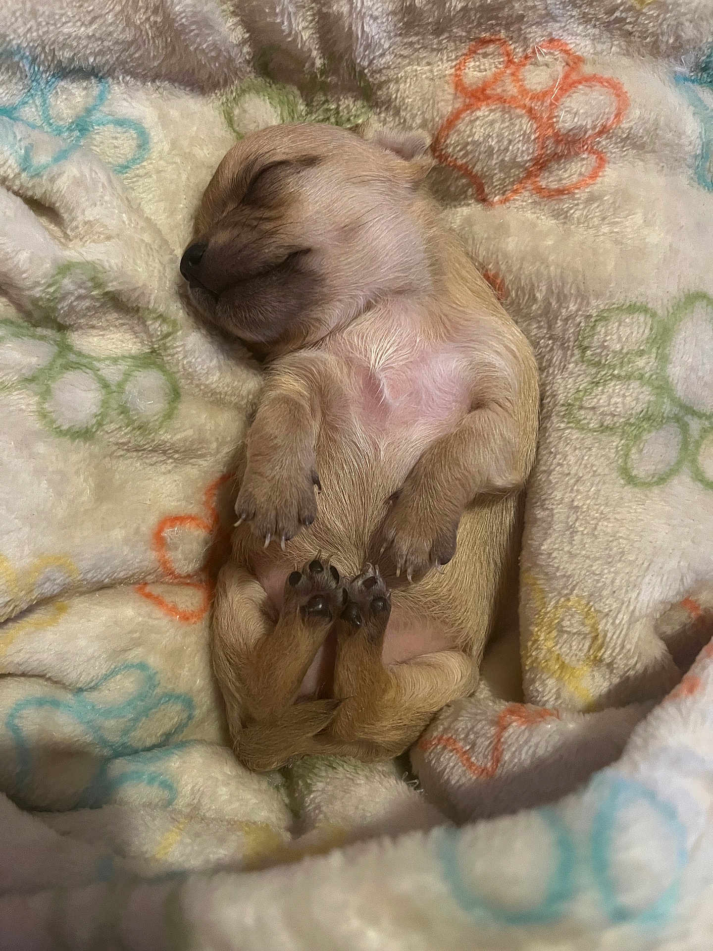 Sapphire joined the competition — help win amazing prizes! puppy, dog, newborn_puppy, sleeping, blanket, paw_print_pattern, paws, paw, fur, cozy, cute, nap, snout, tiny, nails, bedding, close_up, portrait, soft_texture, animal
