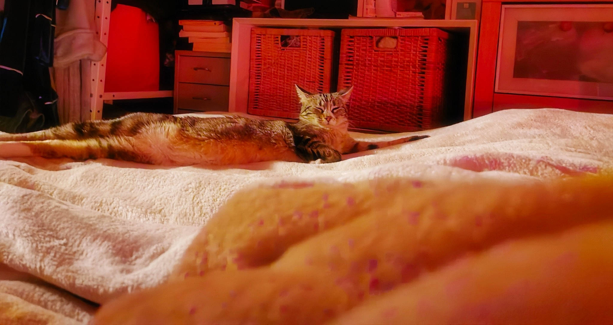 Olga a rejoint le concours — aidez-le/la à gagner de superbes lots ! asian, bed, bed_sheet, carnivore, cat, domestic_short_haired_cat, european_shorthair, fawn, felidae, flesh, fur, furniture, kitten, nap, room, small_to_medium_sized_cats, tail, whiskers