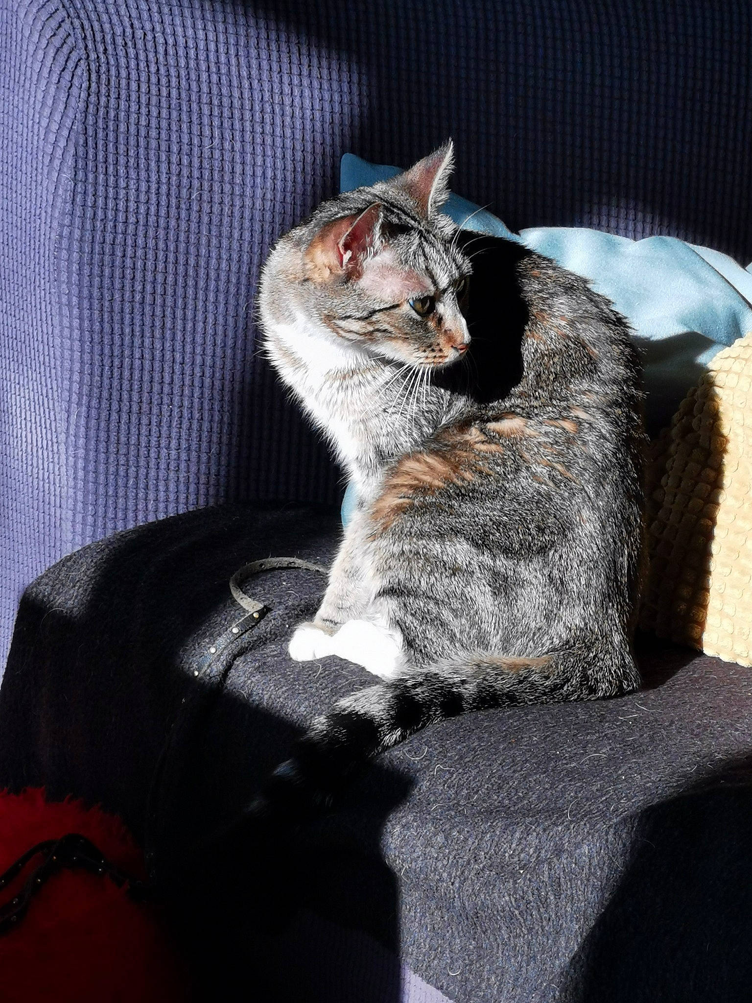 Olga a rejoint le concours — aidez-le/la à gagner de superbes lots ! aegean_cat, american_wirehair, asian, carnivore, cat, chausie, domestic_short_haired_cat, dragon_li, ear, european_shorthair, felidae, fur, german_rex, kitten, mammal, pixie_bob, sitting, small_to_medium_sized_cats, tabby_cat, whiskers