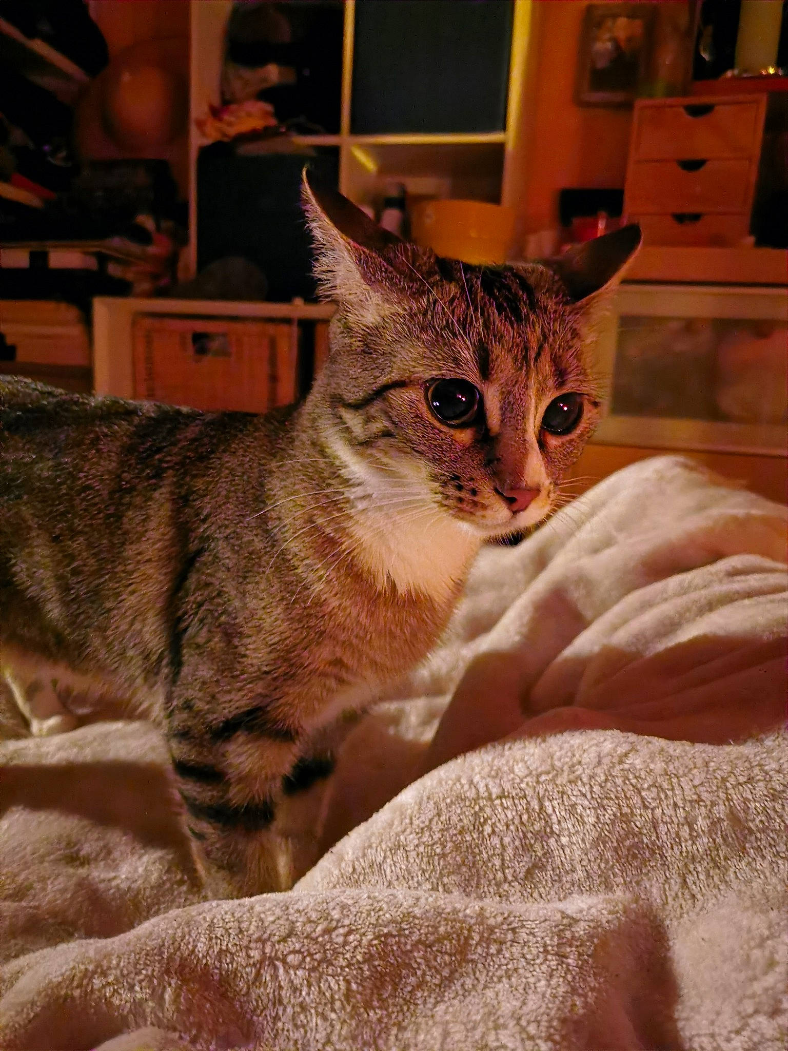 Olga a rejoint le concours — aidez-le/la à gagner de superbes lots ! american_shorthair, arabian_mau, asian, australian_mist, california_spangled, carnivore, cat, domestic_short_haired_cat, dragon_li, egyptian_mau, european_shorthair, felidae, mammal, ocicat, pixie_bob, small_to_medium_sized_cats, sokoke, tabby_cat, vertebrate, whiskers