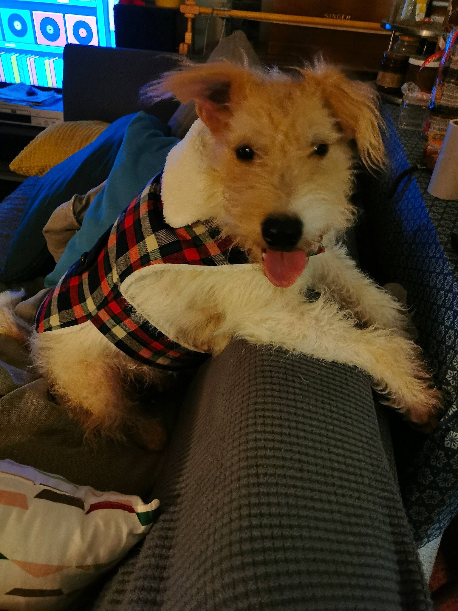 Tulipe participe au concours pour gagner de l'argent avec cette photo : canidae, carnivore, companion_dog, dog, dog_breed, fox_terrier, mammal, rare_breed_dog, terrier, vertebrate, wire_hair_fox_terrier