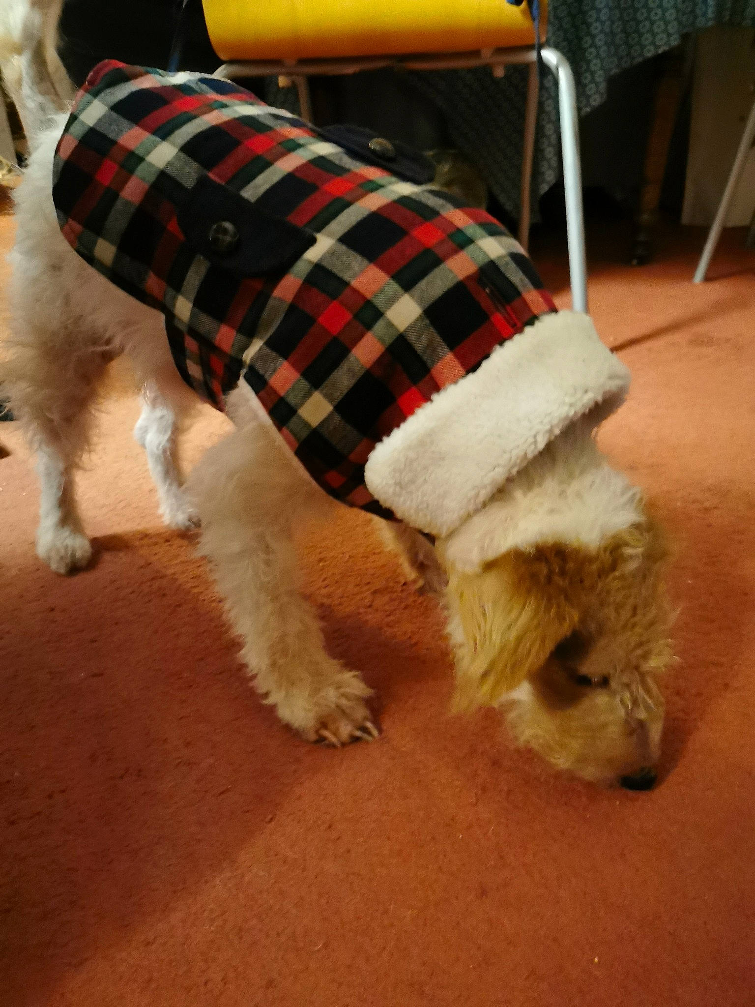 Tulipe participe au concours pour gagner de l'argent avec cette photo : canidae, carnivore, companion_dog, design, dog, dog_breed, dog_clothes, mammal, pattern, sporting_group, sporting_lucas_terrier, tail, tartan, terrier, wire_hair_fox_terrier