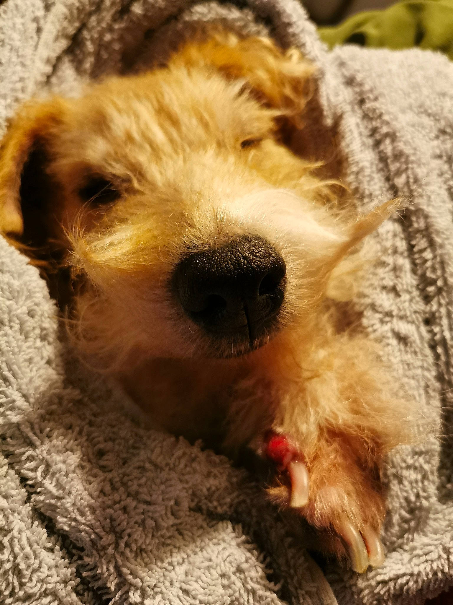 Tulipe a rejoint le concours — aidez-le/la à gagner de superbes lots ! briquet_griffon_vendeen, canidae, carnivore, companion_dog, dog, dog_breed, dutch_smoushond, fox_terrier, irish_soft_coated_wheaten_terrier, lagotto_romagnolo, mammal, puppy, schnoodle, sealyham_terrier, small_terrier, snout, sporting_lucas_terrier, terrier, vertebrate, wire_hair_fox_terrier